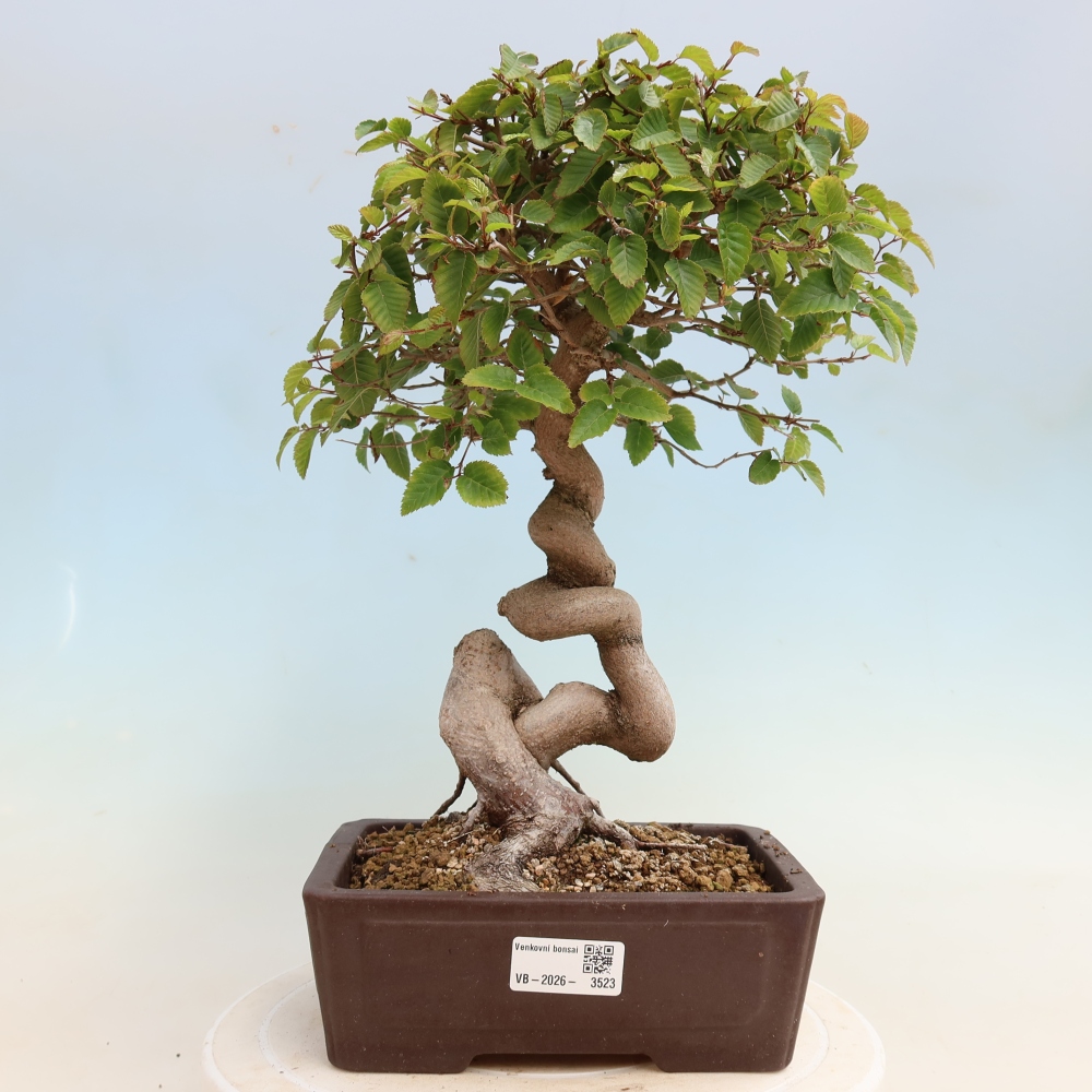 Bonsai da esterno -Carpinus CARPINOIDES - Carpino coreano