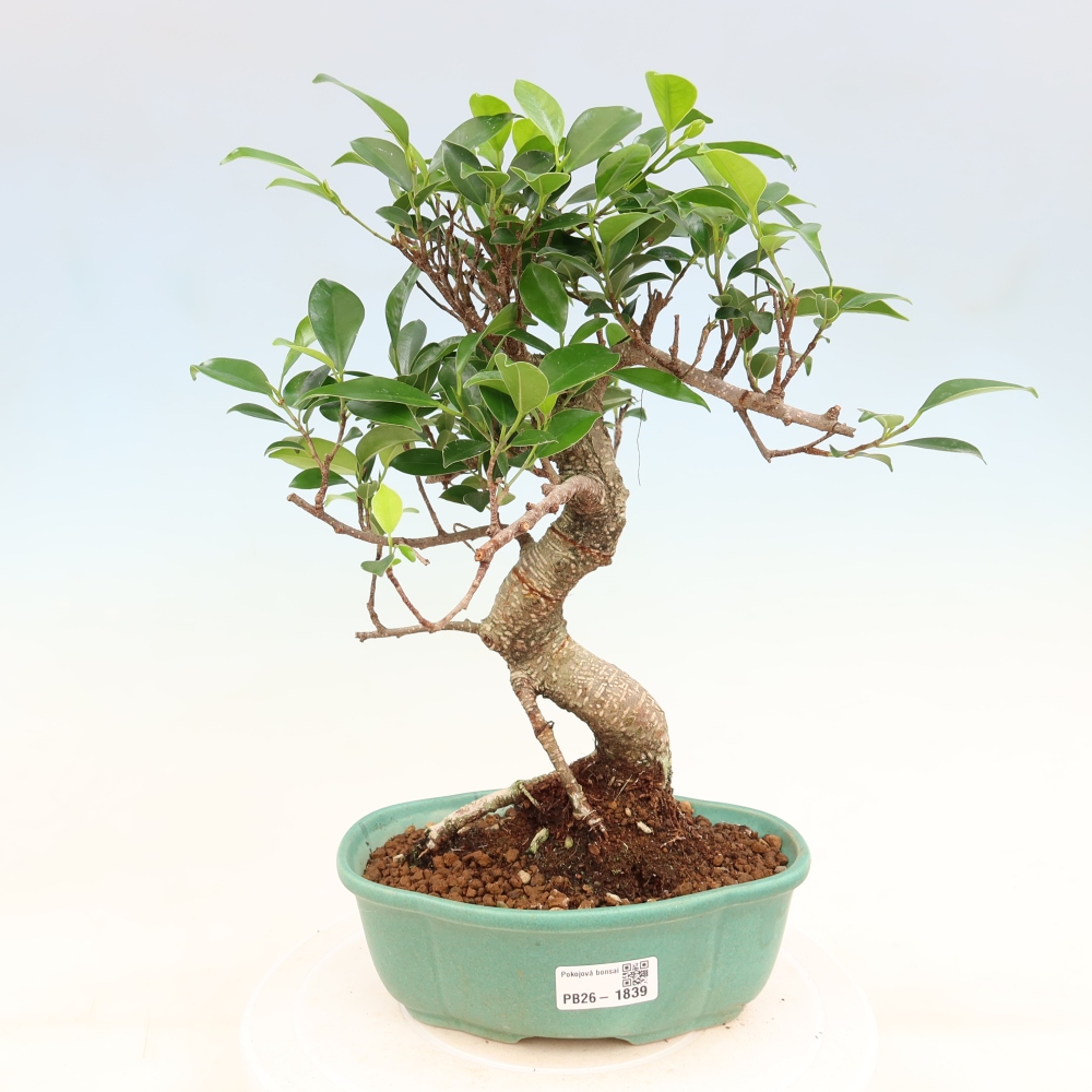 Camera bonsai - Ficus retusa - ficus a foglie piccole