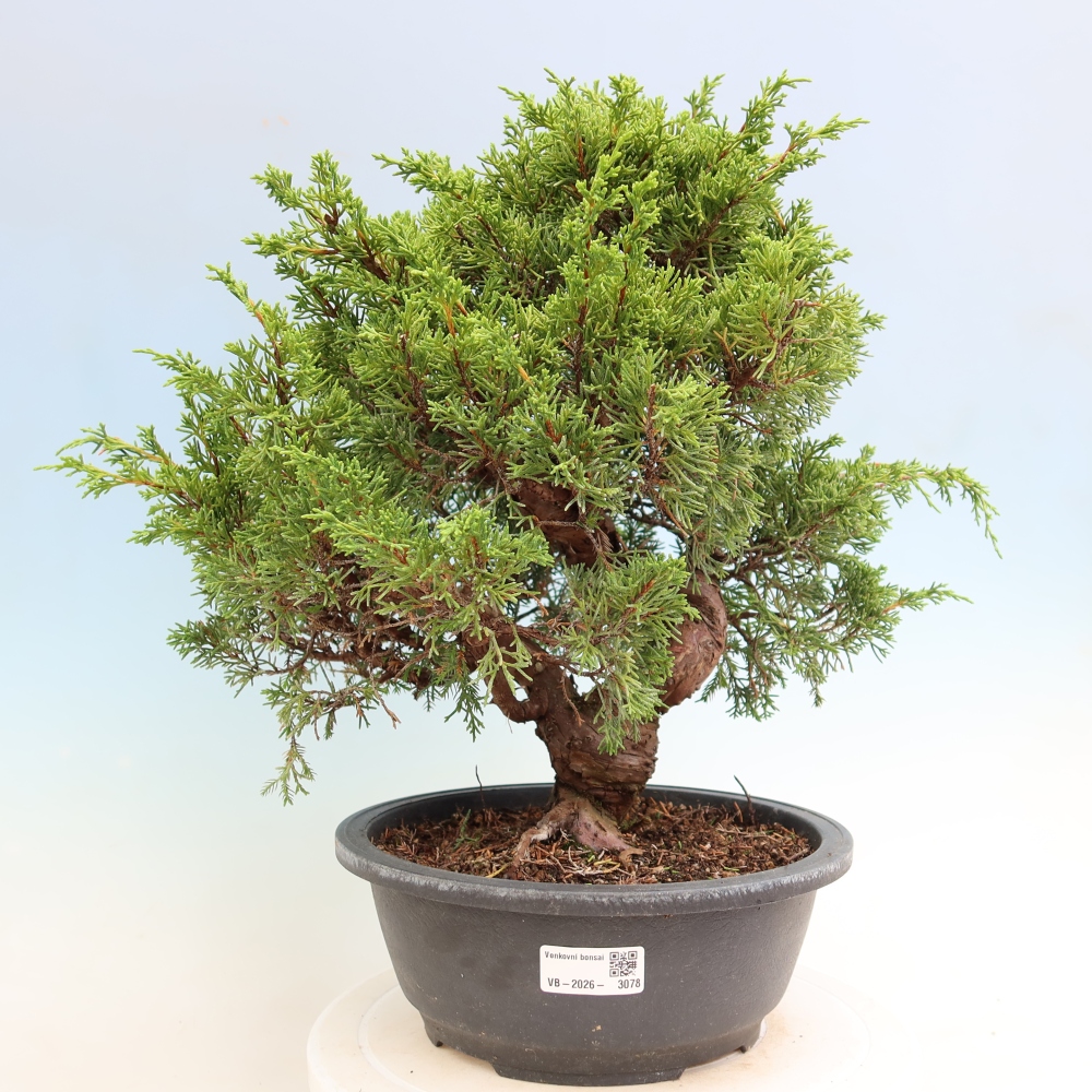 Bonsai da esterno - Juniperus chinensis Itoigawa-Juniperus chinensis