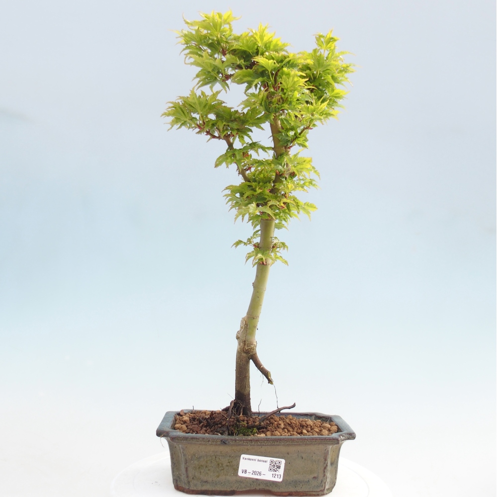 Bonsai da esterno -Palma di Giava Acer palmatum Shishigashira