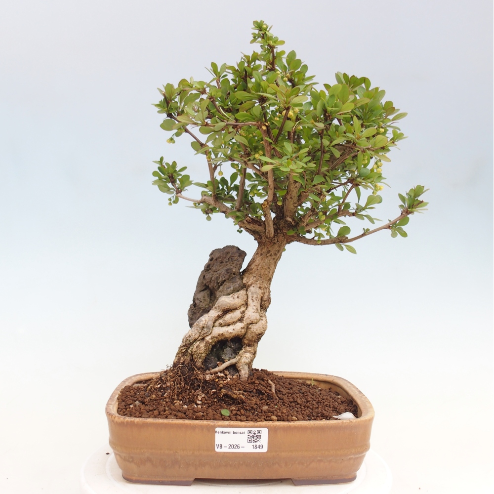 Bonsai da esterno - Berberis coreana