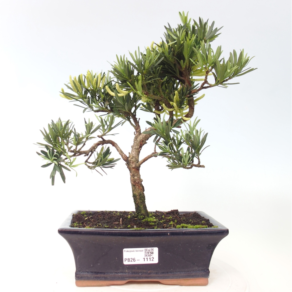 Camera bonsai - Podocarpus - Tasso delle pietre