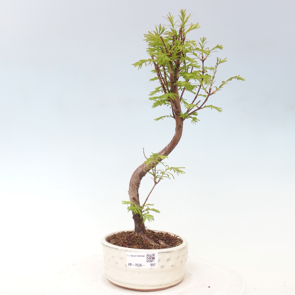 Bonsai da esterno - Metasequoia glyptostroboides - Metasequoia cinese