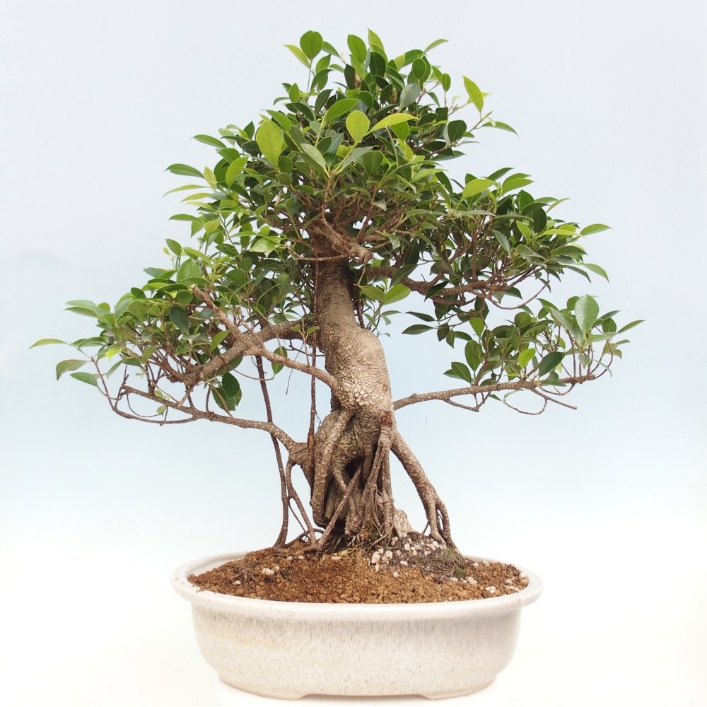 Bonsai da camera - Ficus kimmen - ficus a foglia piccola - SOLO RITIRO PERSONALE o trasporto su pallet