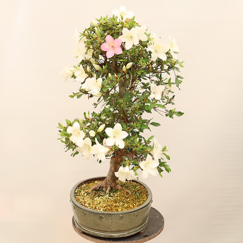 Bonsai da esterno - Azalea giapponese - Azalea a mano
