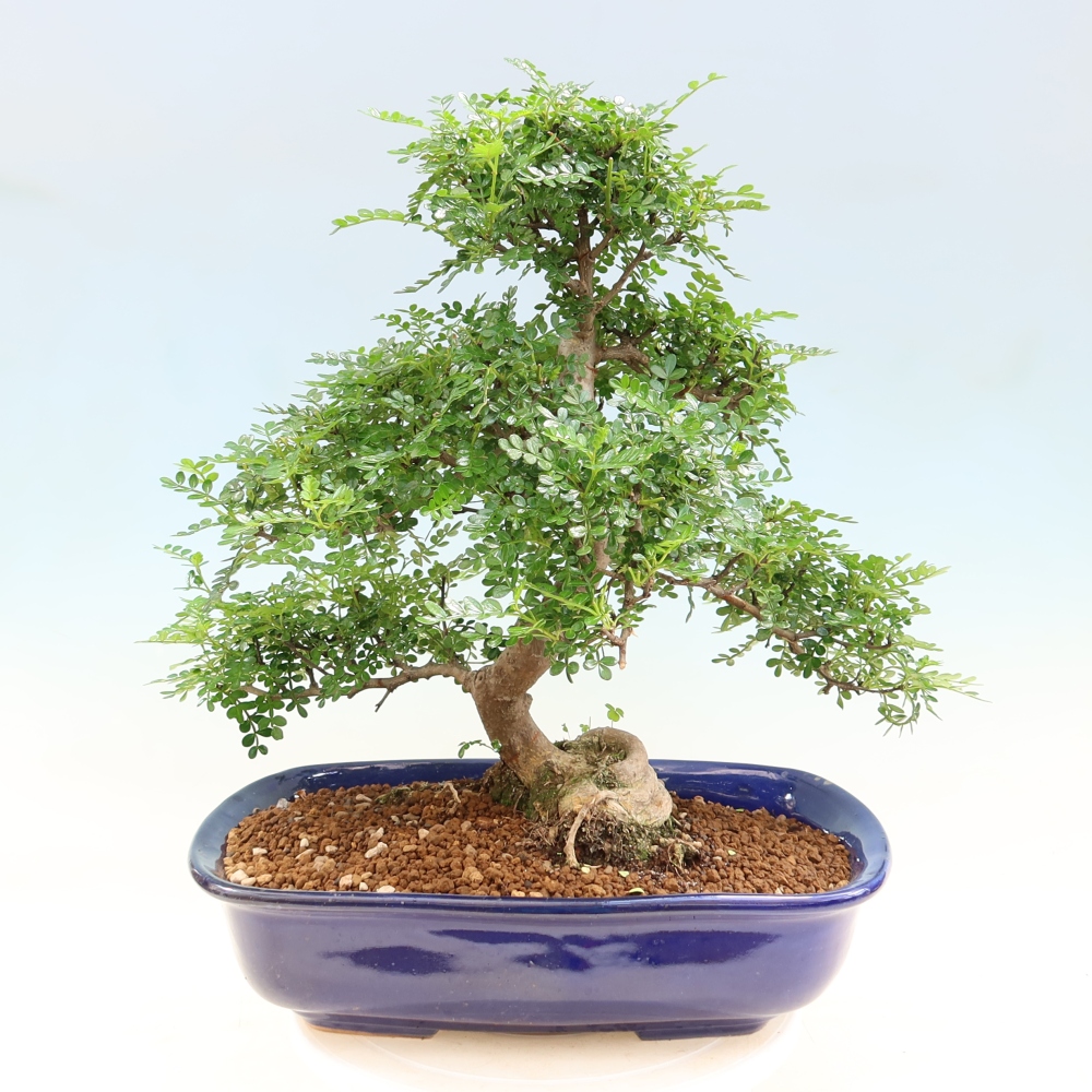 Camera bonsai - Zantoxylum piperitum - albero del pepe