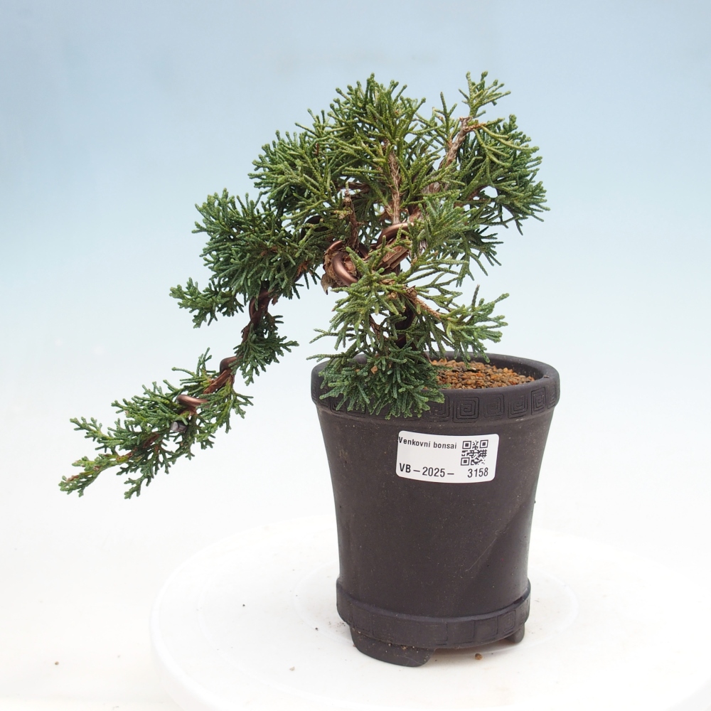 Bonsai da esterno - Juniperus chinensis Kishu