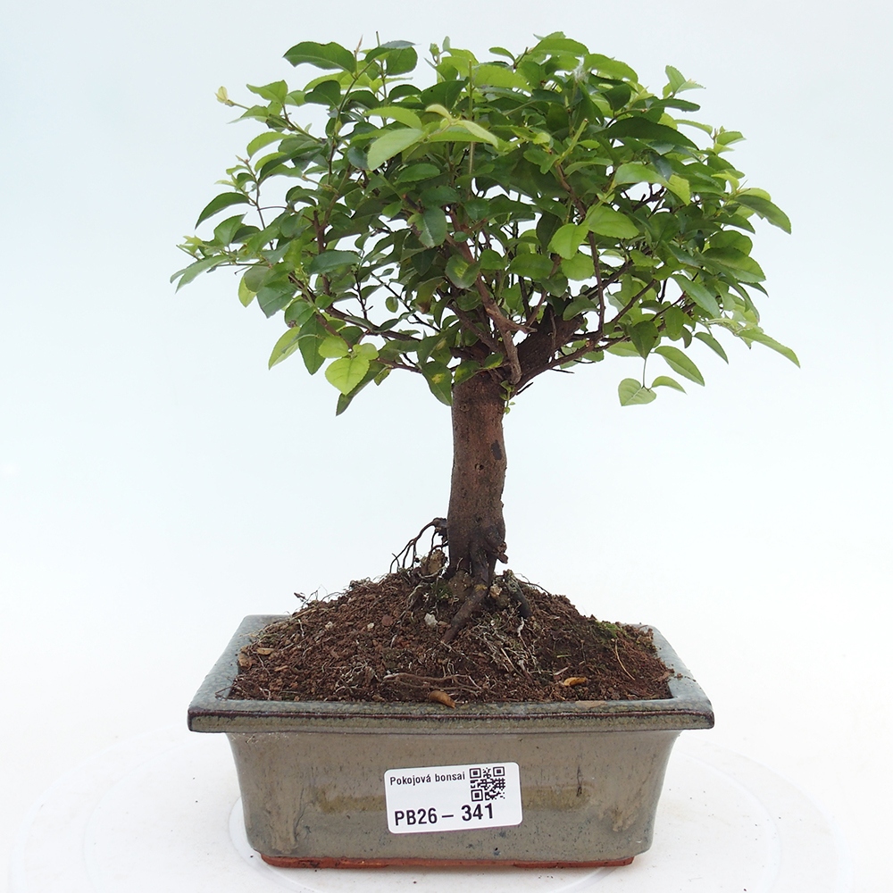 Camera bonsai - Sageretia thea - Sageretia thea