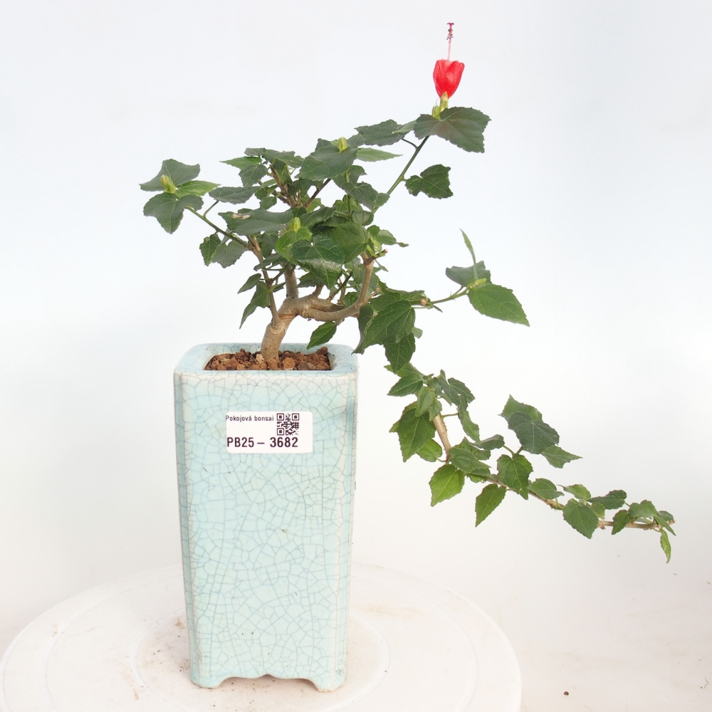 Bonsai da interno - Malvaviscus arboreus