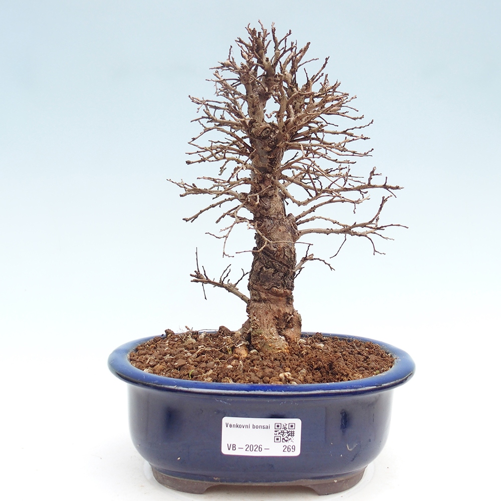 Bonsai da esterno - Zelkova - Zelkova NIRE