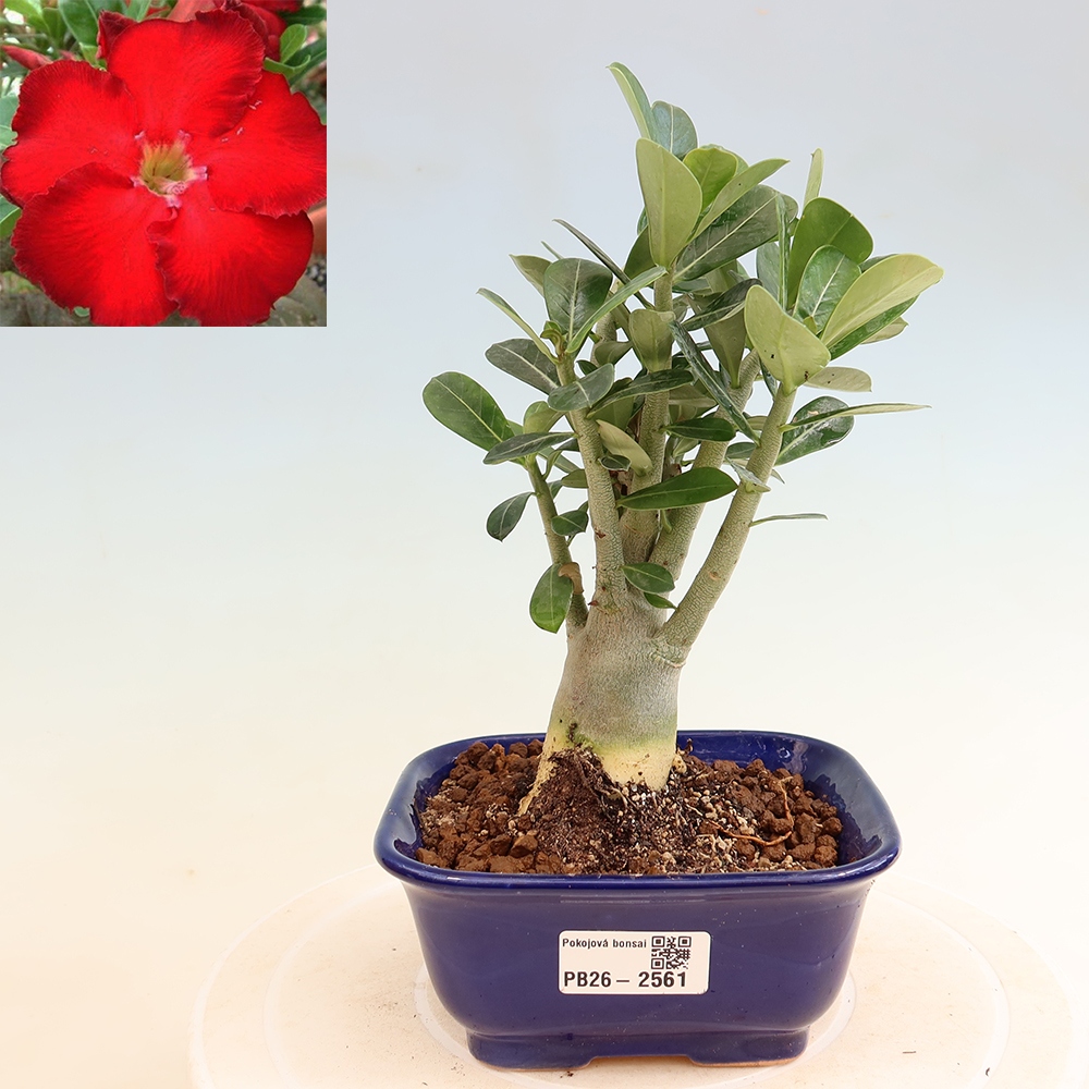 Bonsai da interno - Adenium obesum Red Star - Rosa del deserto