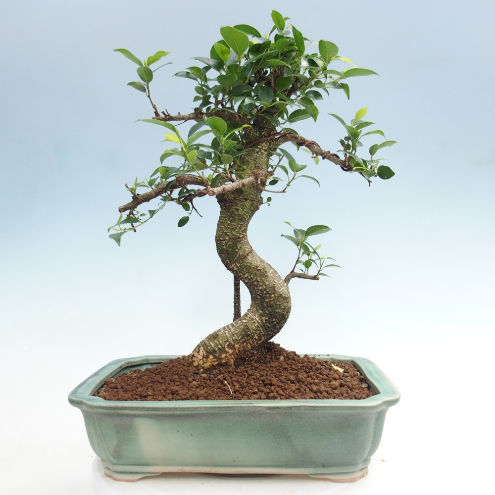 Camera bonsai - Ficus kimmen - ficus a foglie piccole
