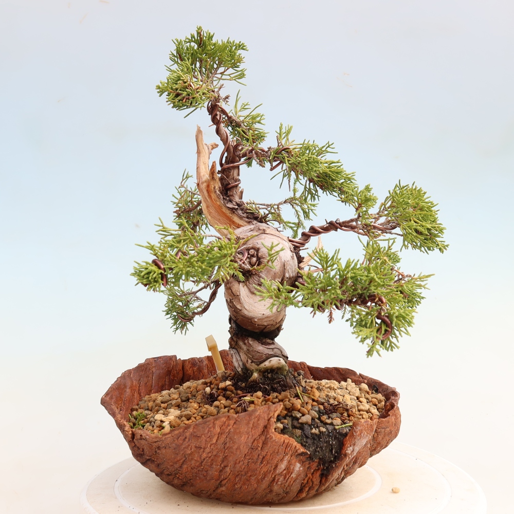 Bonsai da esterno - Juniperus chinensis Itoigawa-Juniperus chinensis