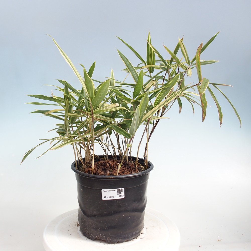 Bonsai da esterno - Sasaella masamuneana Albostriata - Bambù