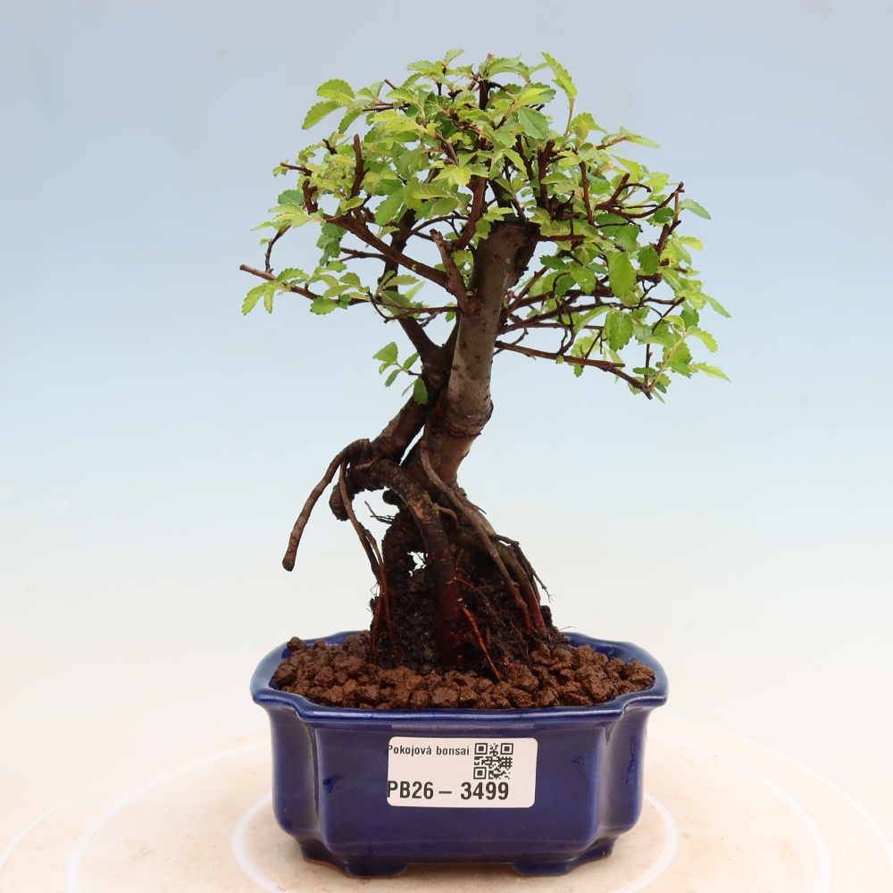 Camera bonsai - Ulmus parvifolia - Olmo a foglie piccole