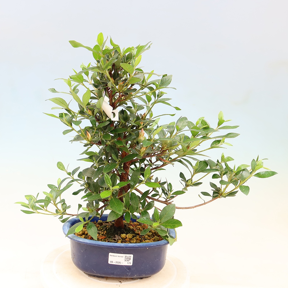 Bonsai da esterno - Azalea giapponese - Azalea Shinsei