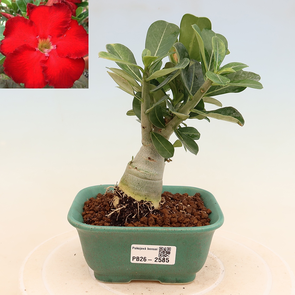 Bonsai da interno - Adenium obesum Red Star - Rosa del deserto