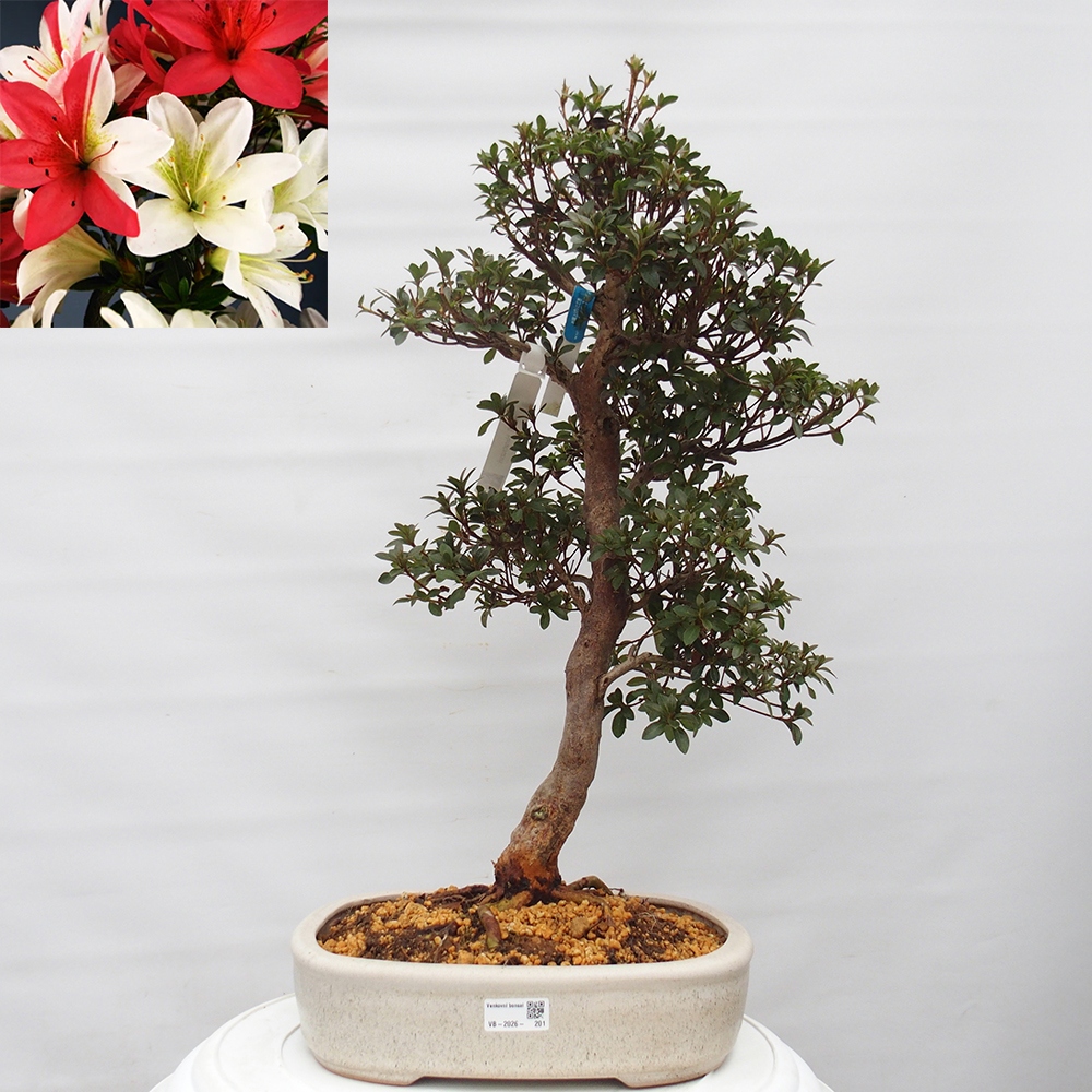 Bonsai da esterno - Azalea giapponese - Azalea Hanatsuzuri