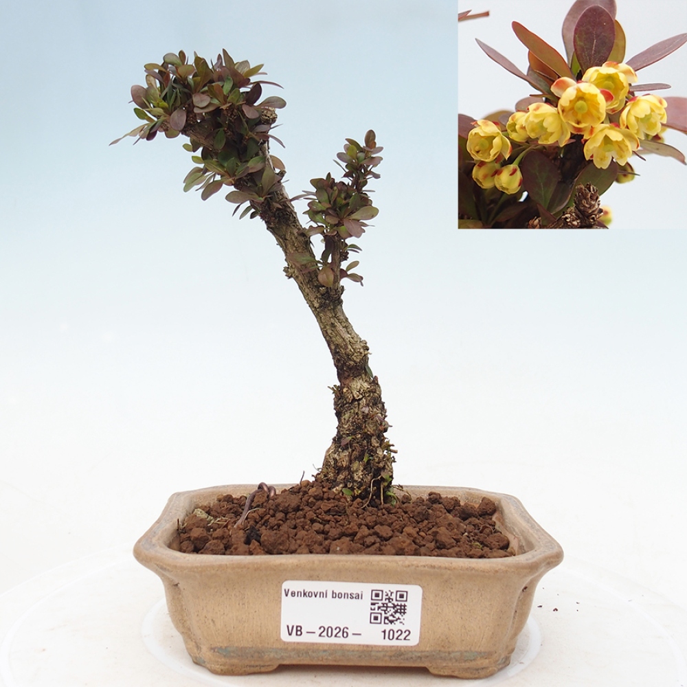 Bonsai da esterno - Berberis Thunbergii Bagatelle