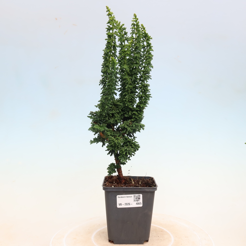 Bonsai da esterno - Cham. obtusa SEKKA HINOKI - Cipresso
