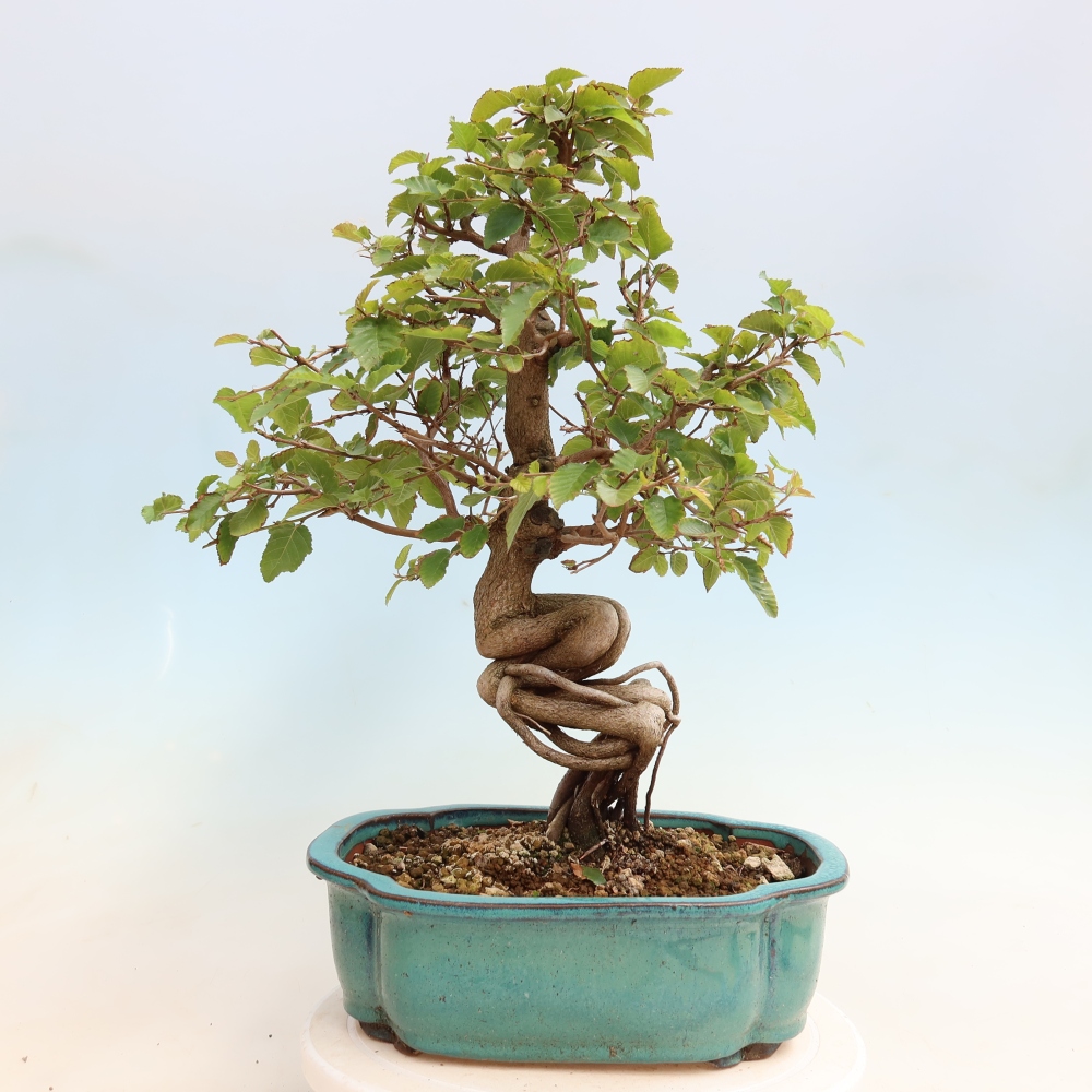 Bonsai da esterno -Carpinus CARPINOIDES - Carpino coreano