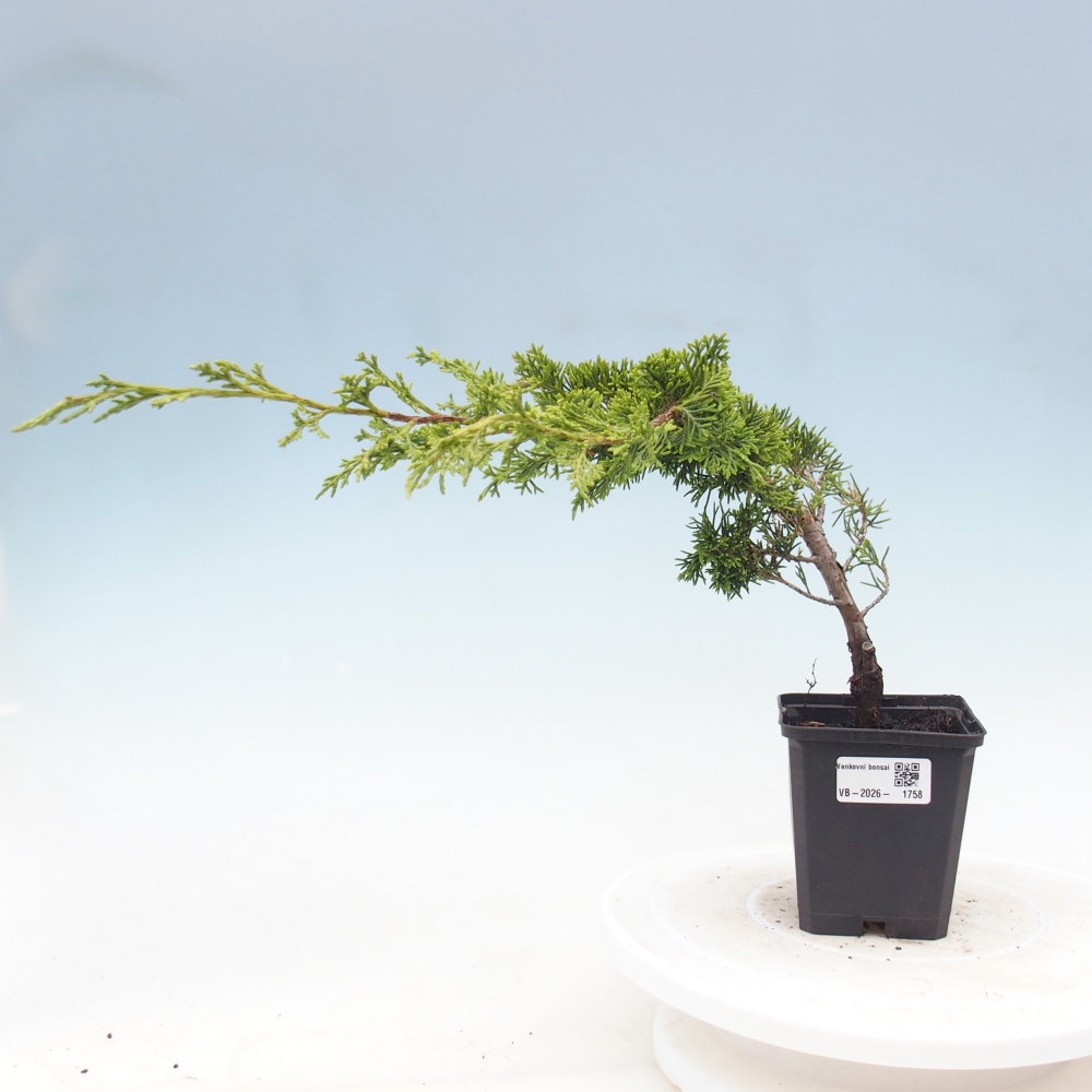 Bonsai da esterno - Juniperus chinensis Itoigawa