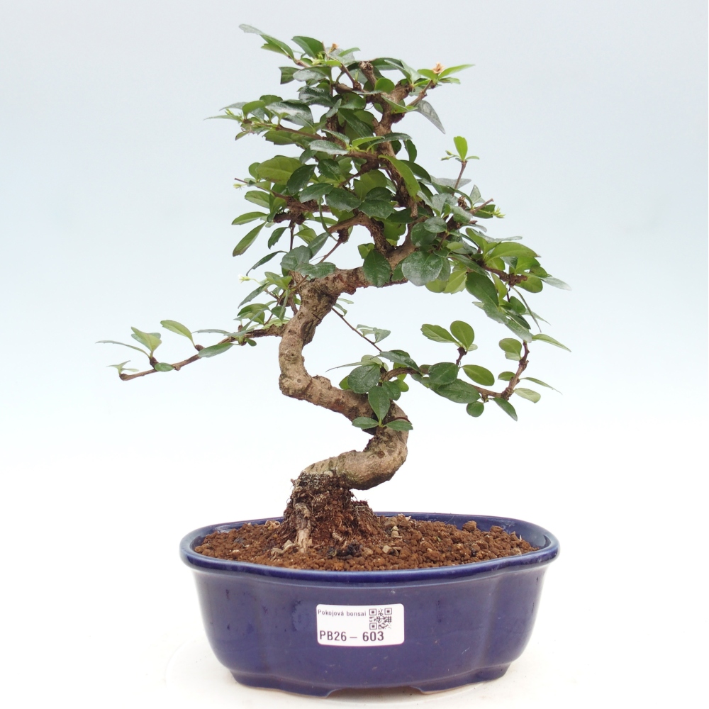 Camera bonsai - Carmona macrophylla - Tea fuki