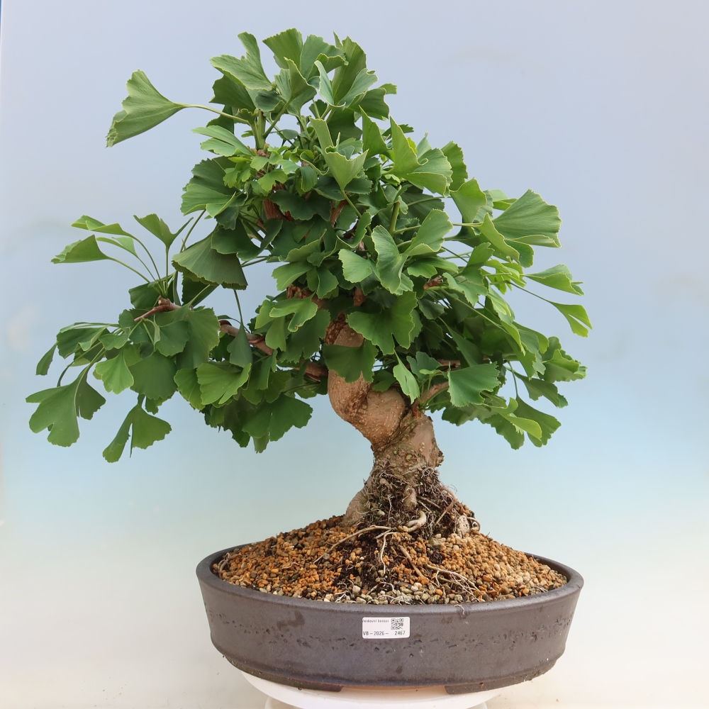 Bonsai da esterno - Ginkgo biloba - Ginkgo biloba