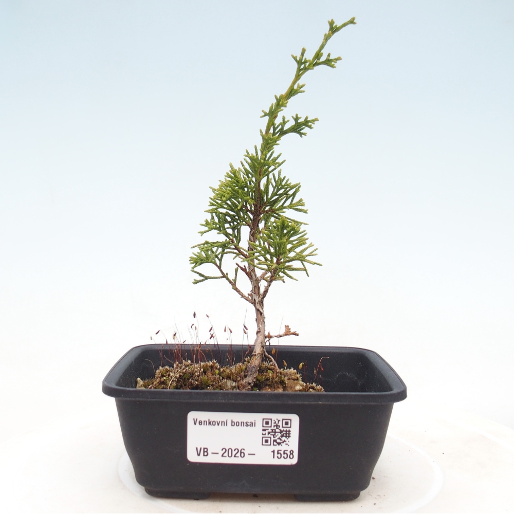 Bonsai da esterno - Juniperus chinensis Itoigawa