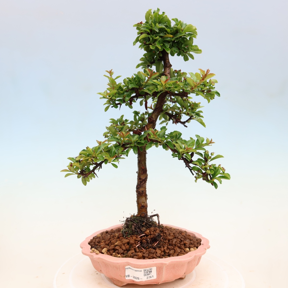 Bonsai da esterno - Pyracantha teton - Pyracantha scarlatta