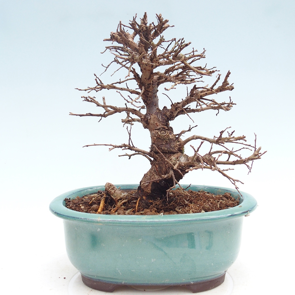 Bonsai da esterno - Zelkova - Zelkova NIRE