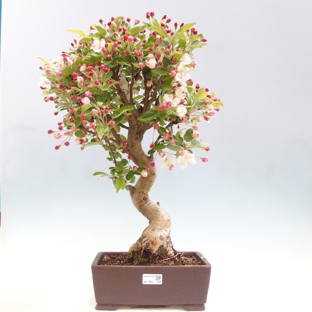 Bonsai da esterno -Malus halliana - Melo a frutto piccolo