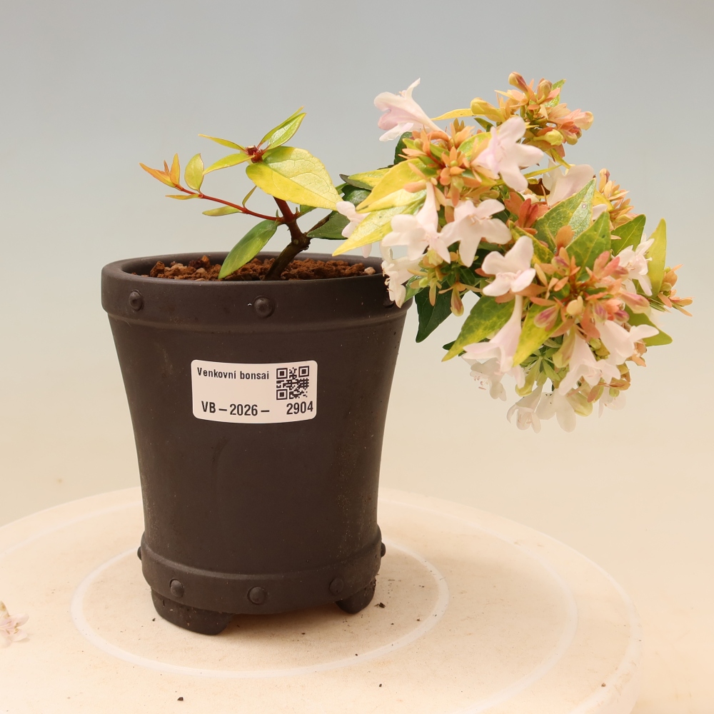 Bonsai da esterno - Abelia gr. Kleidoscope - Abelia a fiore grande