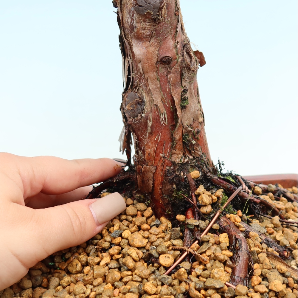 Bonsai da esterno - Juniperus chinensis Kishu