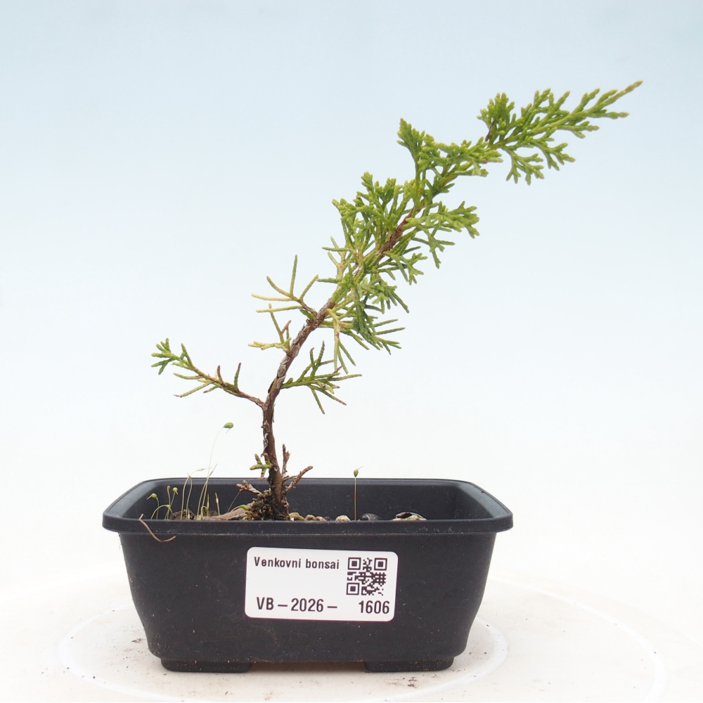 Bonsai da esterno - Juniperus chinensis Itoigawa
