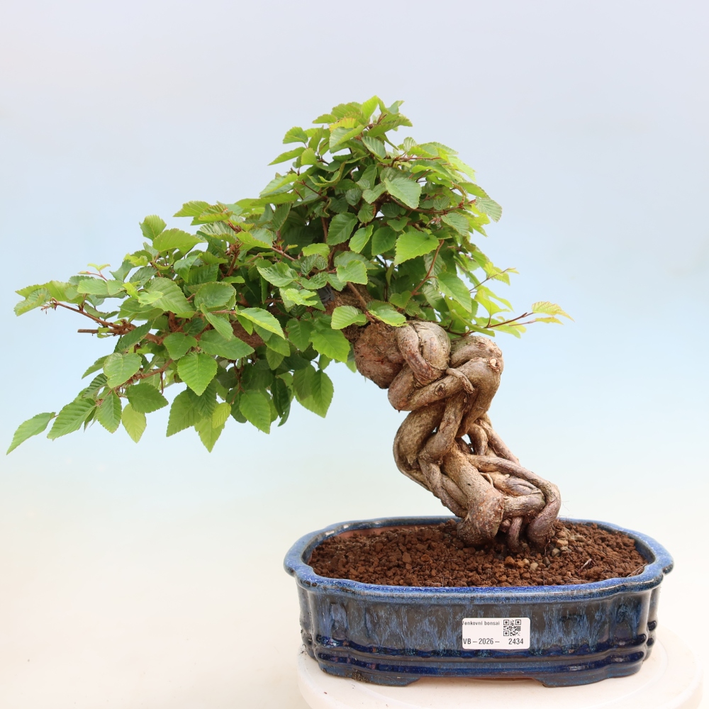 Bonsai da esterno -Carpinus Coreana - Carpino coreano