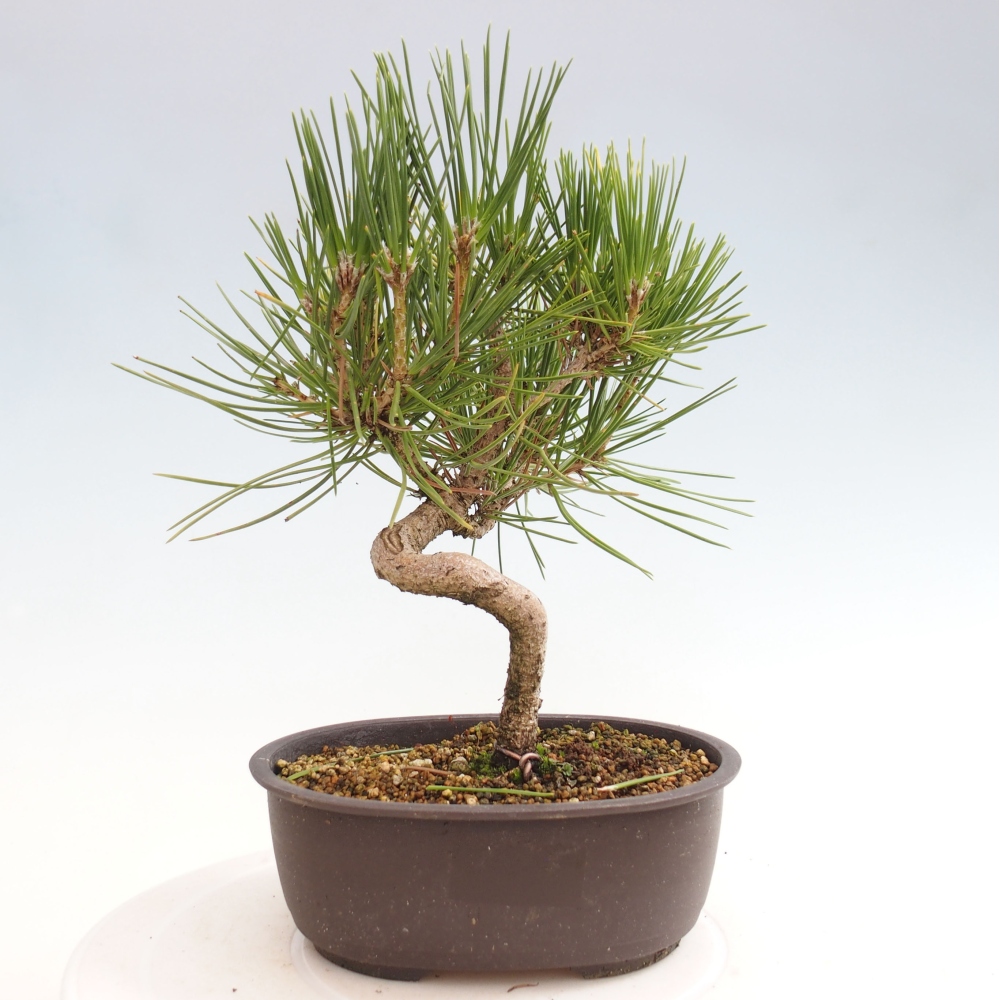 Bonsai da esterno - Pinus thunbergii - Pino di Thunberg