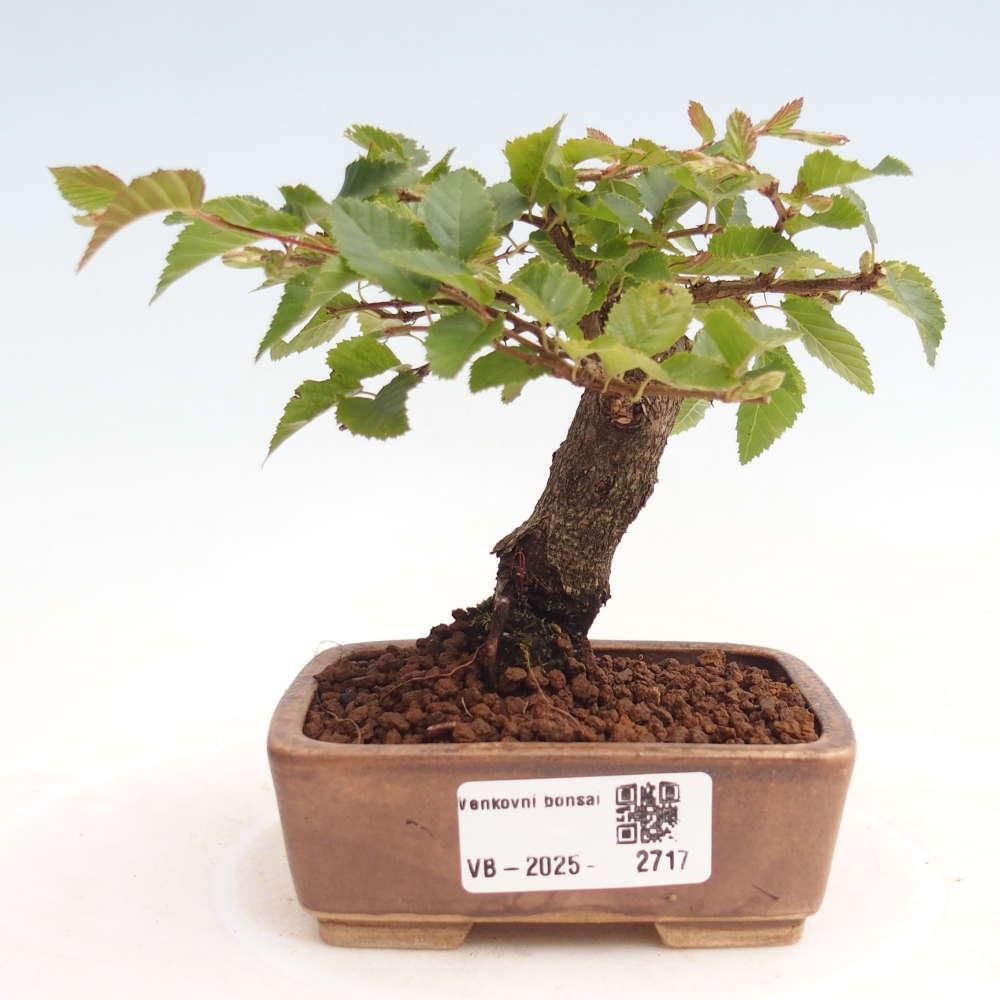 Bonsai da esterno -Carpinus CARPINOIDES - Carpino coreano