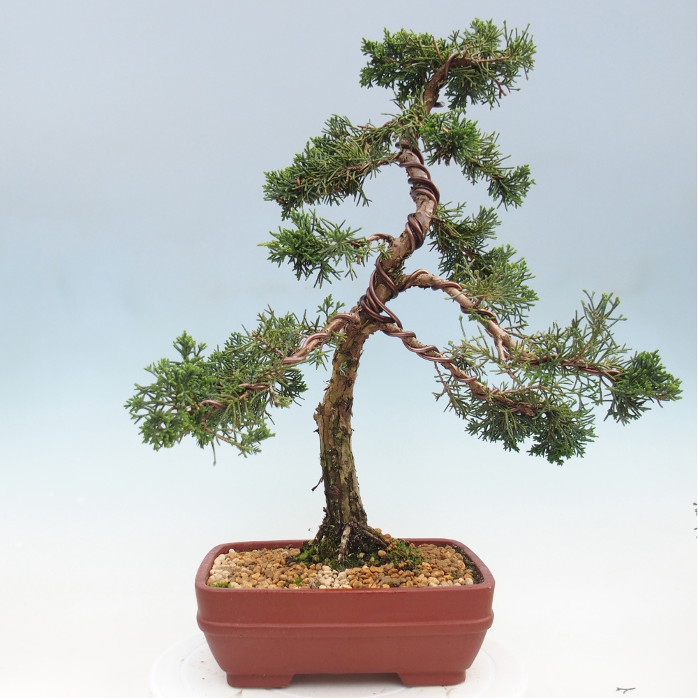 Bonsai da esterno - Juniperus chinensis Kishu