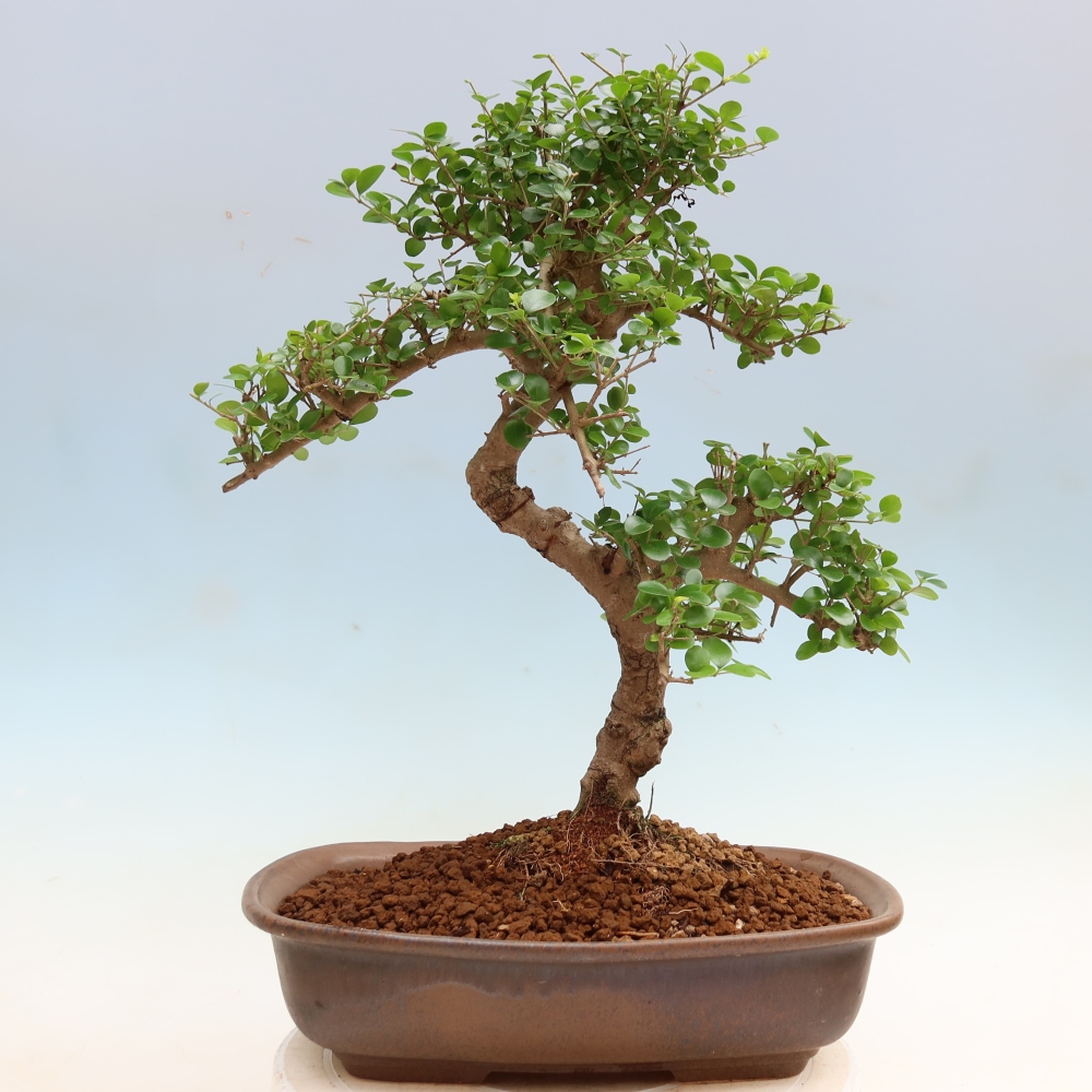 Camera bonsai -Ligustrum retusa - becco d'uccello a foglie piccole