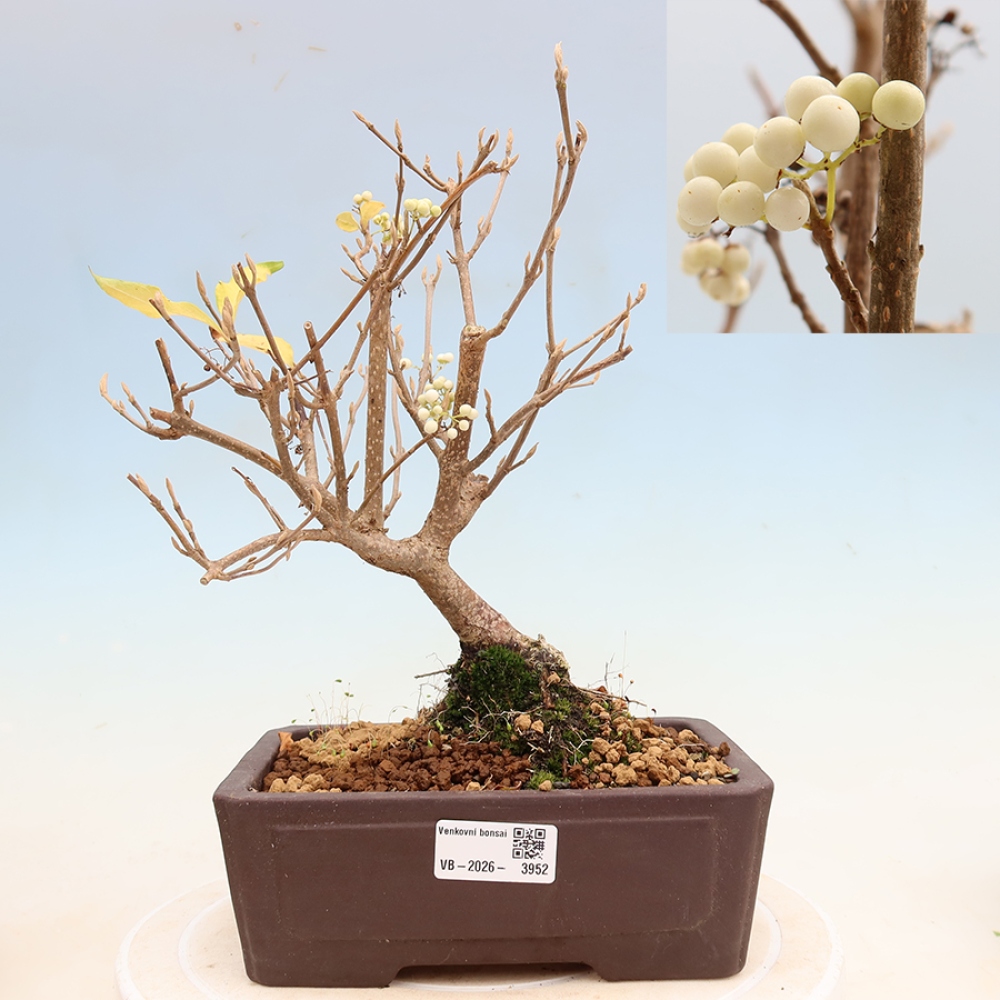 Bonsai da esterno - Callicarpa bodinieri Snowqueen - Callicarpa