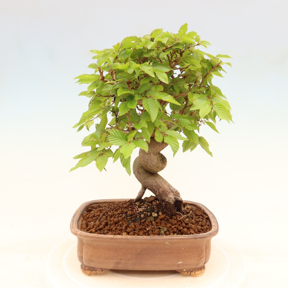 Bonsai da esterno -Carpinus Coreana - Carpino coreano