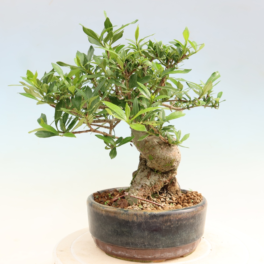 Camera bonsai - Gardenia jasminoides-Gardenia