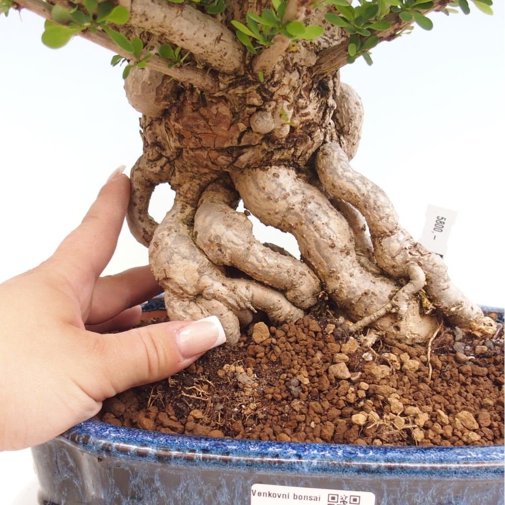 Bonsai da esterno - Berberis coreana