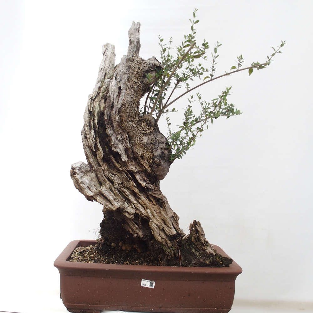 Bonsai da interno - Olea europaea sylvestris