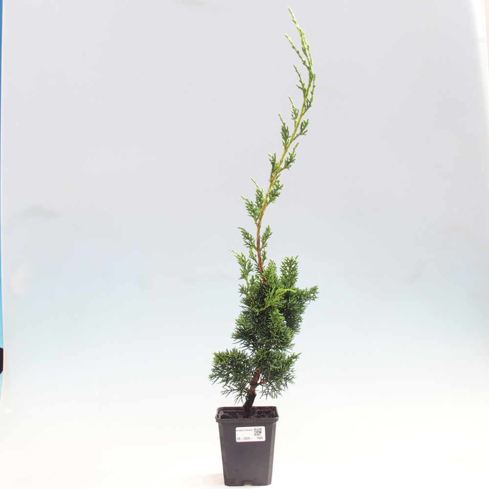 Bonsai da esterno - Juniperus chinensis Kishu