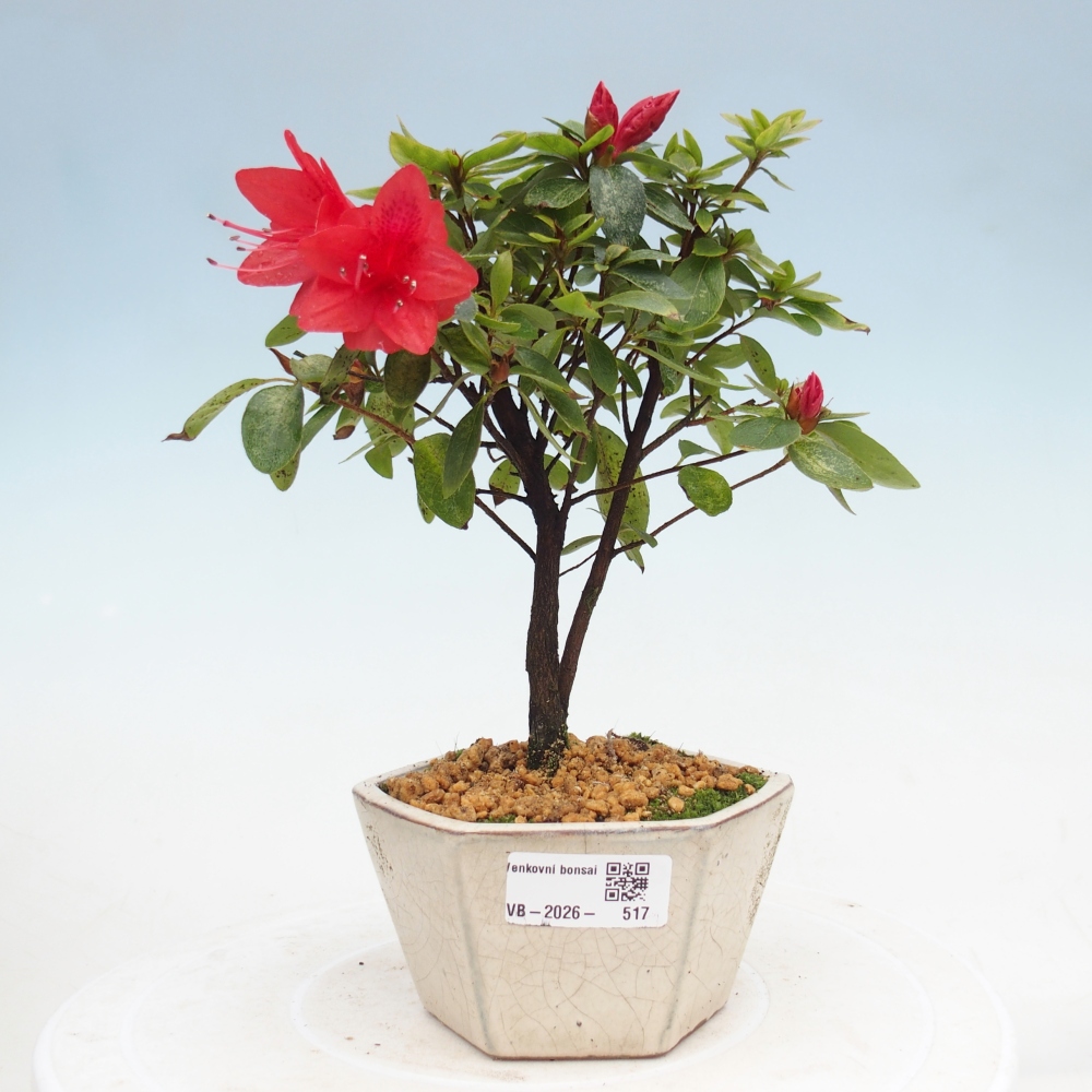 Bonsai da esterno - Azalea giapponese - Azalea sp.
