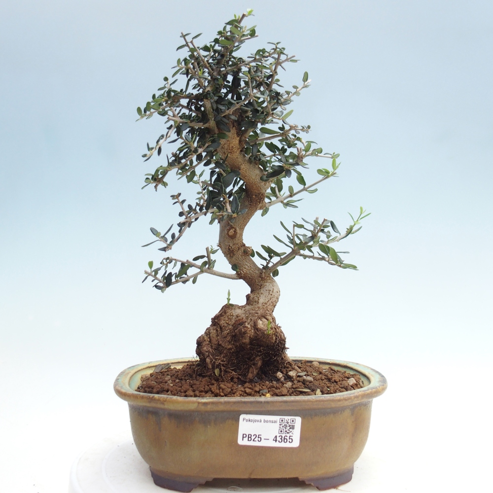Bonsai da interno - Olea europaea sylvestris
