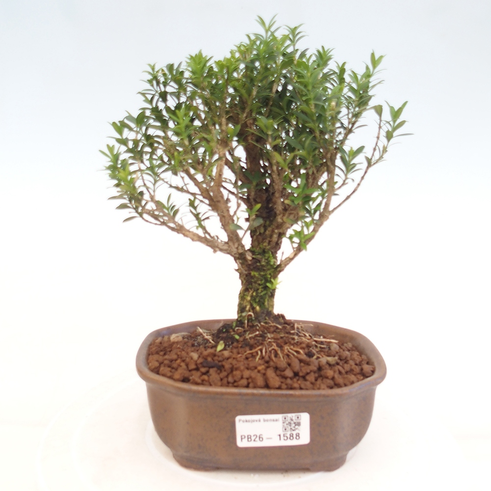 Camera bonsai - Buxus harlandii - buxus da sughero