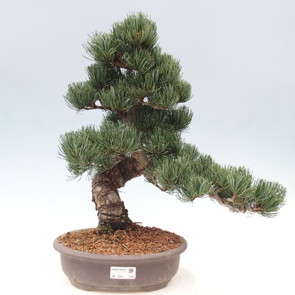 Bonsai da esterno - Pinus parviflora - Pinus parviflora